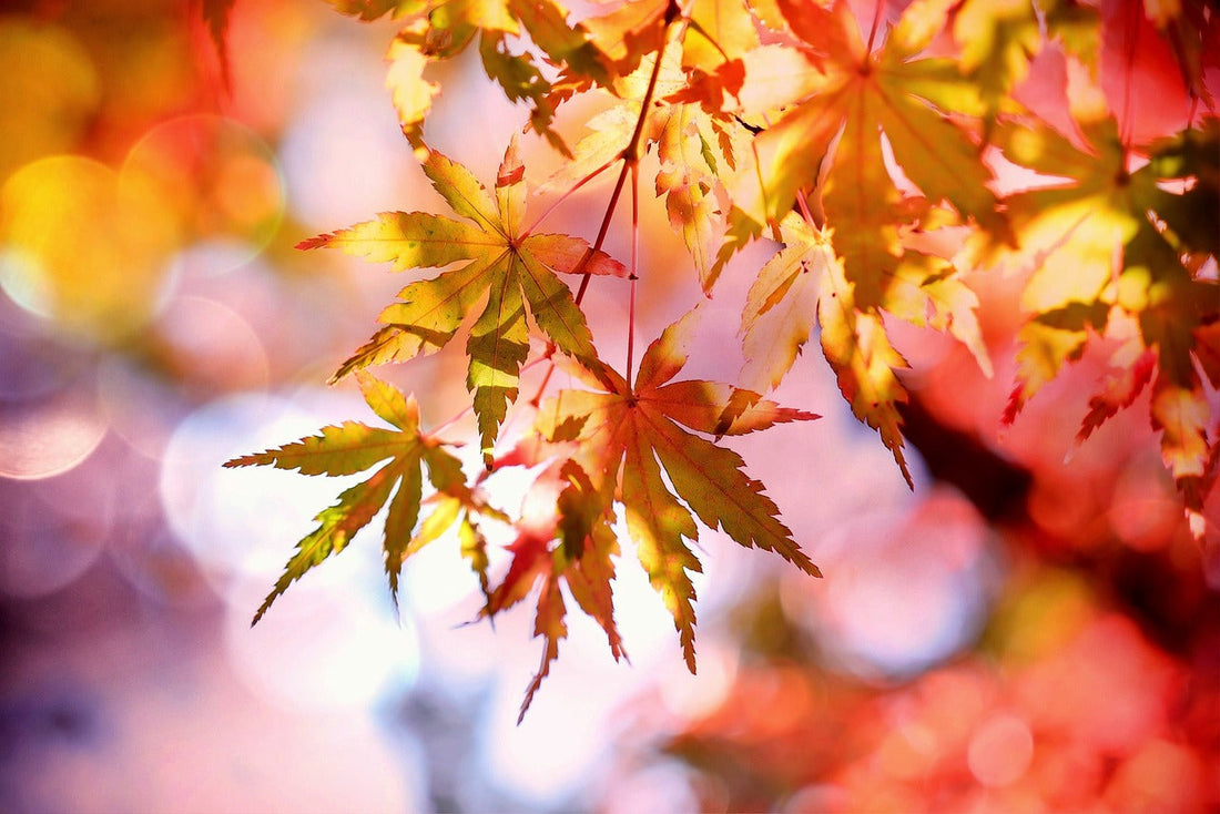 October, by Robert Frost
