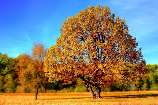 Are You Noticing Fall in Your Backyard